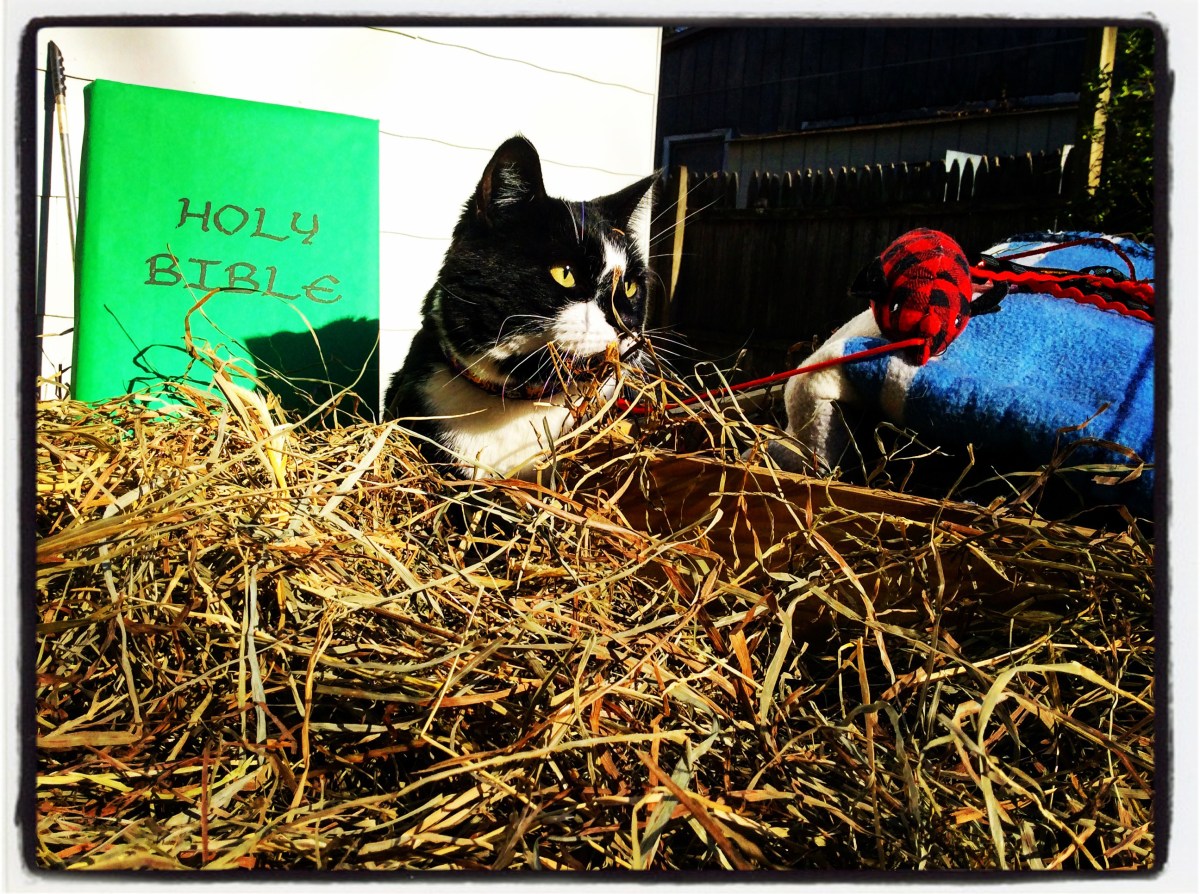 The Nativity Story from a Cat’s&nbsp;Viewpoint