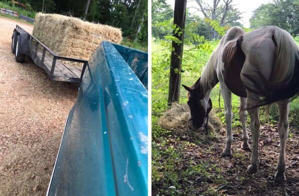 Photo of horse and hay